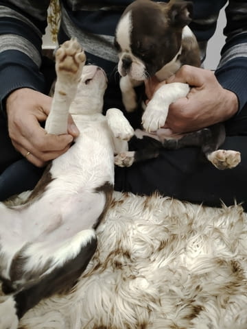 Бостън териер ТОП кученца Boston Terrier, Vaccinated - Yes, Dewormed - Yes - city of Izvun Bulgaria | Dogs - снимка 11