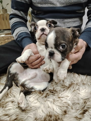 Бостън териер ТОП кученца Boston Terrier, Vaccinated - Yes, Dewormed - Yes - city of Izvun Bulgaria | Dogs - снимка 12