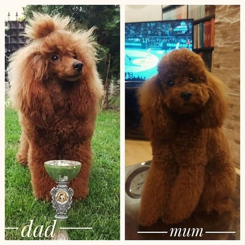 Червени ПУДЕЛИ премиум Пудел мини - град Извън България | Кучета - снимка 4