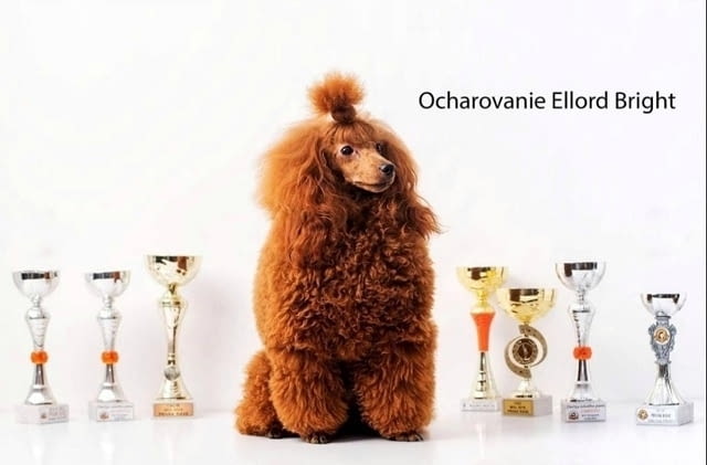 Червени ПУДЕЛИ премиум Пудел мини - град Извън България | Кучета - снимка 5