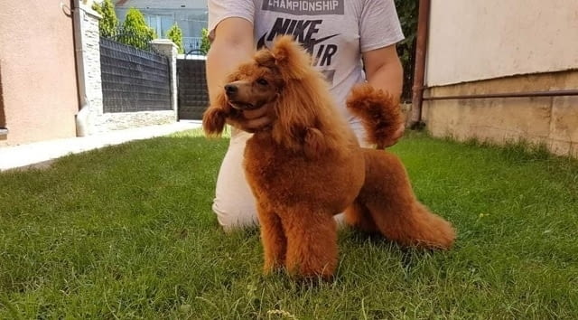 Червени ПУДЕЛИ премиум Пудел мини - град Извън България | Кучета - снимка 6