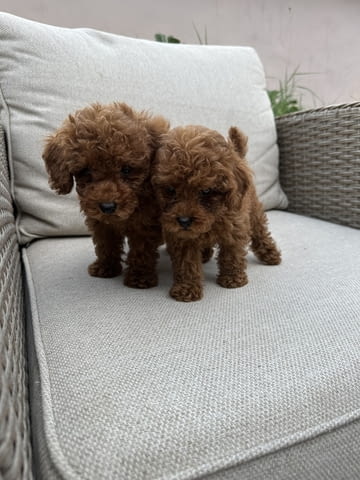 Червени Той Пудел кученца за продажба Toy Poodle, Vaccinated - Yes, Dewormed - Yes - city of Izvun Bulgaria | Dogs - снимка 2