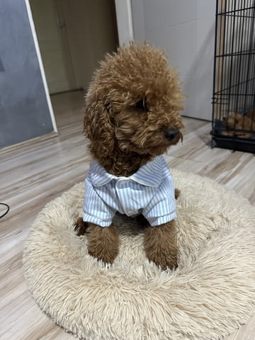 Червени Той Пудел кученца за продажба Toy Poodle, Vaccinated - Yes, Dewormed - Yes - city of Izvun Bulgaria | Dogs - снимка 3
