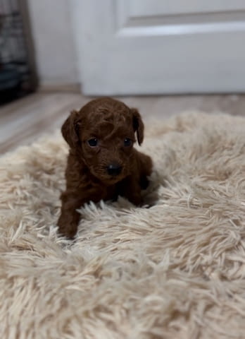 Червени Той Пудел кученца за продажба Toy Poodle, Vaccinated - Yes, Dewormed - Yes - city of Izvun Bulgaria | Dogs - снимка 5