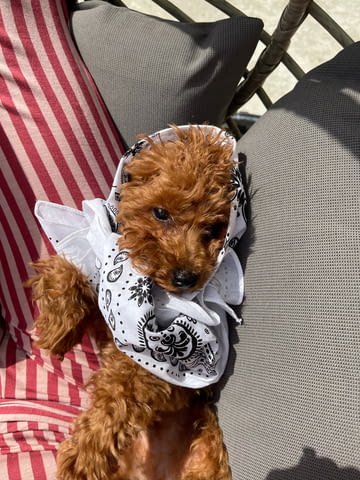 Червени Той Пудел кученца за продажба Toy Poodle, Vaccinated - Yes, Dewormed - Yes - city of Izvun Bulgaria | Dogs - снимка 6