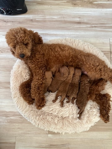 Червени Той Пудел кученца за продажба Toy Poodle, Vaccinated - Yes, Dewormed - Yes - city of Izvun Bulgaria | Dogs - снимка 7
