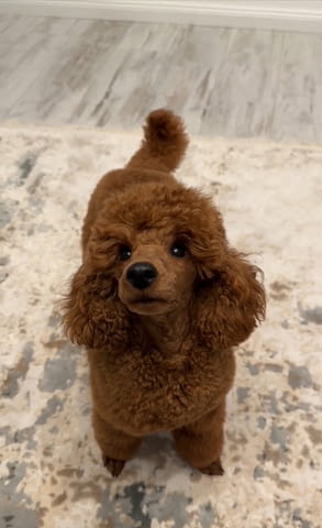 Червени Той Пудел кученца за продажба Toy Poodle, Vaccinated - Yes, Dewormed - Yes - city of Izvun Bulgaria | Dogs - снимка 8