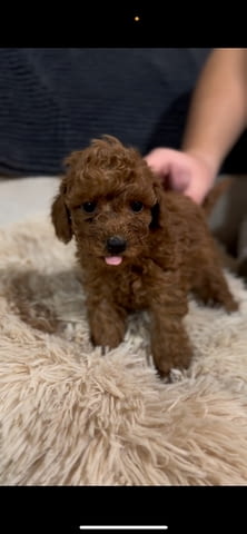 Червени Той Пудел кученца за продажба Toy Poodle, Vaccinated - Yes, Dewormed - Yes - city of Izvun Bulgaria | Dogs - снимка 9