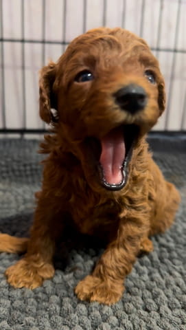 Червени Той Пудел кученца за продажба Toy Poodle, Vaccinated - Yes, Dewormed - Yes - city of Izvun Bulgaria | Dogs - снимка 10