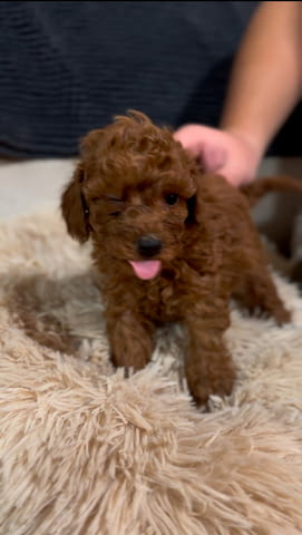 Червени Той Пудел кученца за продажба Toy Poodle, Vaccinated - Yes, Dewormed - Yes - city of Izvun Bulgaria | Dogs - снимка 11