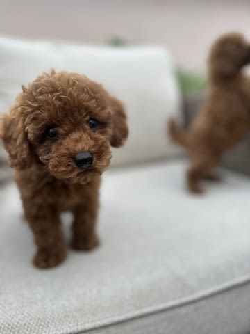 Червени Той Пудел кученца за продажба Toy Poodle, Vaccinated - Yes, Dewormed - Yes - city of Izvun Bulgaria | Dogs - снимка 12