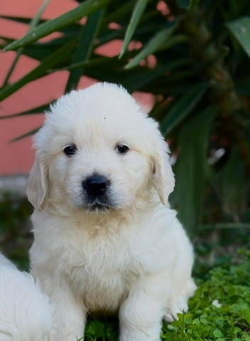 Златни ретривъри за продажба Golden Retriever, Vaccinated - Yes, Dewormed - Yes - city of Izvun Bulgaria | Dogs - снимка 4