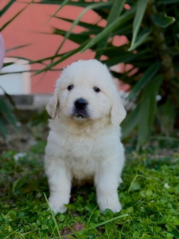 Златни ретривъри за продажба Golden Retriever, Vaccinated - Yes, Dewormed - Yes - city of Izvun Bulgaria | Dogs - снимка 6
