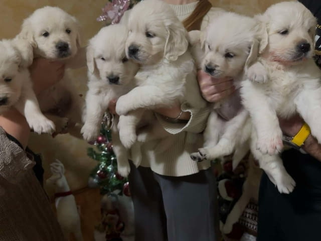 Златни ретривъри за продажба Golden Retriever, Vaccinated - Yes, Dewormed - Yes - city of Izvun Bulgaria | Dogs - снимка 7