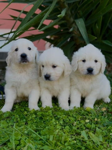 Златни ретривъри за продажба Golden Retriever, Vaccinated - Yes, Dewormed - Yes - city of Izvun Bulgaria | Dogs - снимка 8