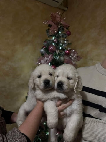 Златни ретривъри за продажба Golden Retriever, Vaccinated - Yes, Dewormed - Yes - city of Izvun Bulgaria | Dogs - снимка 10