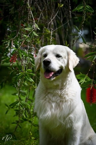Златни ретривъри за продажба Golden Retriever, Vaccinated - Yes, Dewormed - Yes - city of Izvun Bulgaria | Dogs - снимка 12