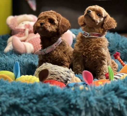 Пудел той/Poodle toy/ кученца Ваксинирано - Да, Обезпаразитено - Да - град Извън България | Кучета - снимка 1