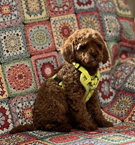 Пудел той/Poodle toy/ кученца Ваксинирано - Да, Обезпаразитено - Да - град Извън България | Кучета - снимка 3