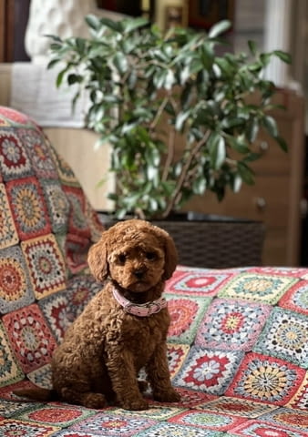 Пудел той/Poodle toy/ кученца Ваксинирано - Да, Обезпаразитено - Да - град Извън България | Кучета - снимка 5