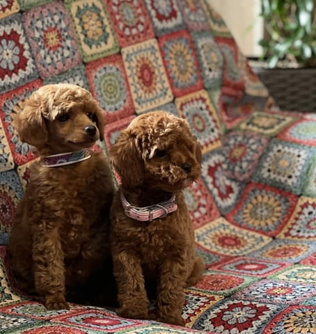 Пудел той/Poodle toy/ кученца Ваксинирано - Да, Обезпаразитено - Да - град Извън България | Кучета - снимка 6