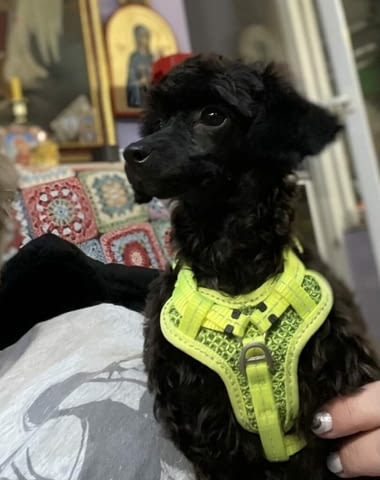 Пудел той/Poodle toy/ кученца Ваксинирано - Да, Обезпаразитено - Да - град Извън България | Кучета - снимка 7