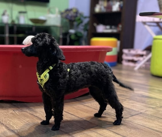 Пудел той/Poodle toy/ кученца Ваксинирано - Да, Обезпаразитено - Да - град Извън България | Кучета - снимка 8