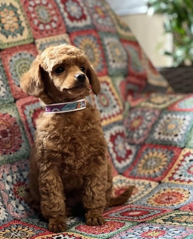 Пудел той/Poodle toy/ кученца Ваксинирано - Да, Обезпаразитено - Да - град Извън България | Кучета - снимка 9