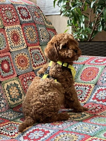 Пудел той/Poodle toy/ кученца Ваксинирано - Да, Обезпаразитено - Да - град Извън България | Кучета - снимка 10