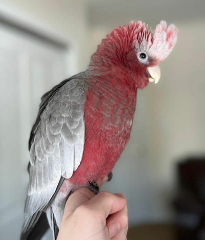 Galah Cockatoo Parrots for Sale Папагал, 1 година - град София | Птици / Екзотични - снимка 2