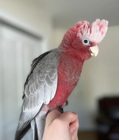 Galah Cockatoo Parrots for Sale Папагал, 1 година - град София | Птици / Екзотични - снимка 3