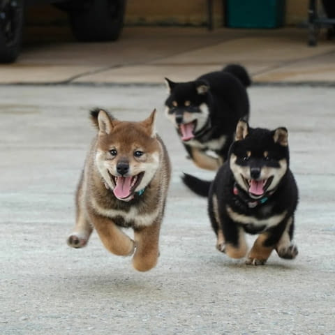 Продавам кученца Shiba Inu Шиба ину, 3 месеца, Ваксинирано - Да - град София | Кучета - снимка 1