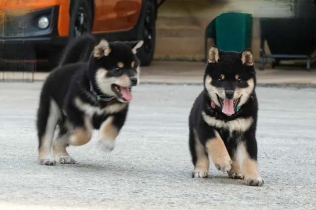 Продавам кученца Shiba Inu Шиба ину, 3 месеца, Ваксинирано - Да - град София | Кучета - снимка 2