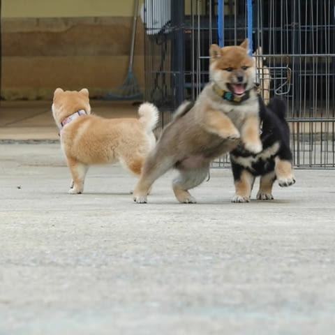 Продавам кученца Shiba Inu Шиба ину, 3 месеца, Ваксинирано - Да - град София | Кучета - снимка 3