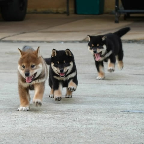 Продавам кученца Shiba Inu Шиба ину, 3 месеца, Ваксинирано - Да - град София | Кучета - снимка 4