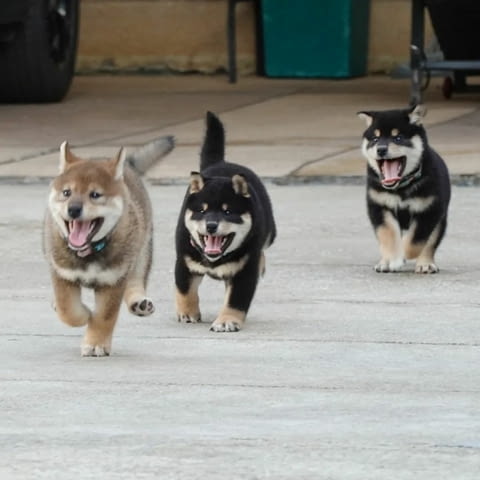 Продавам кученца Shiba Inu Шиба ину, 3 месеца, Ваксинирано - Да - град София | Кучета - снимка 5