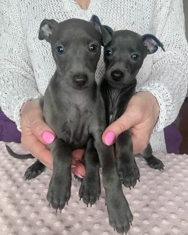Italian Greyhound puppies Другa, 3 месеца, Ваксинирано - Да - град София | Кучета - снимка 1