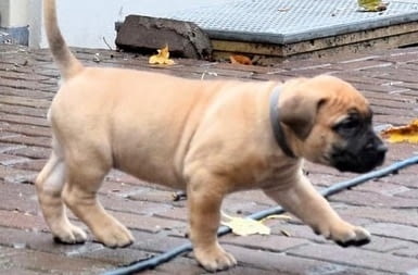 Boerboel Puppies For Sale Другa, 3 месеца, Ваксинирано - Да - град София | Кучета - снимка 1