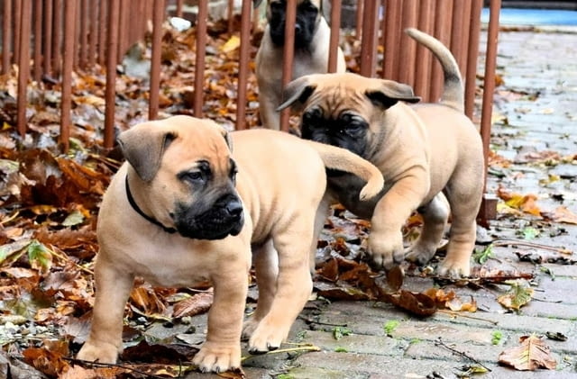 Boerboel Puppies For Sale Другa, 3 месеца, Ваксинирано - Да - град София | Кучета - снимка 2