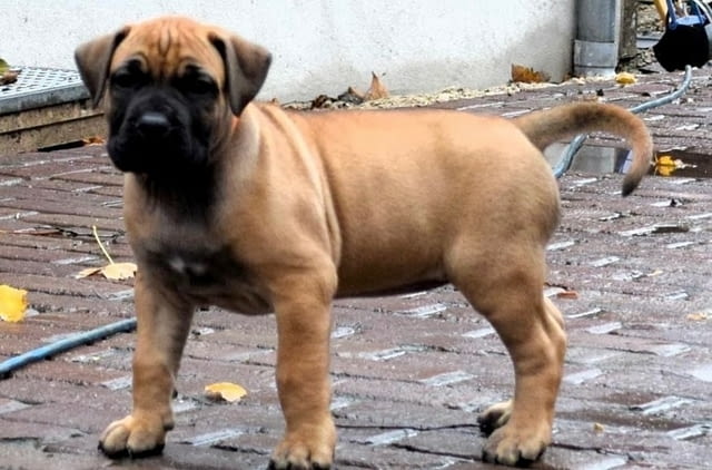 Boerboel Puppies For Sale Другa, 3 месеца, Ваксинирано - Да - град София | Кучета - снимка 3