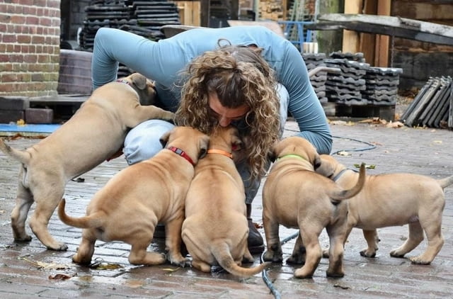 Boerboel Puppies For Sale Другa, 3 месеца, Ваксинирано - Да - град София | Кучета - снимка 4