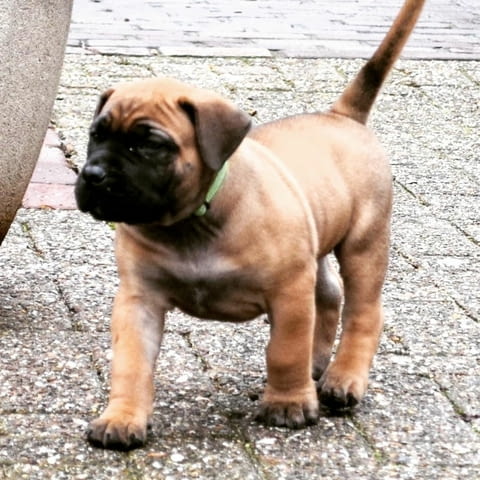 Boerboel Puppies For Sale Другa, 3 месеца, Ваксинирано - Да - град София | Кучета - снимка 5