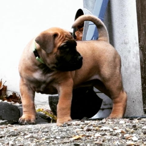 Boerboel Puppies For Sale Другa, 3 месеца, Ваксинирано - Да - град София | Кучета - снимка 6