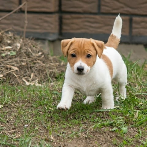 Male and Female Jack Russell Terrier Puppies Другa, 3 месеца, Ваксинирано - Да - град София | Кучета - снимка 1