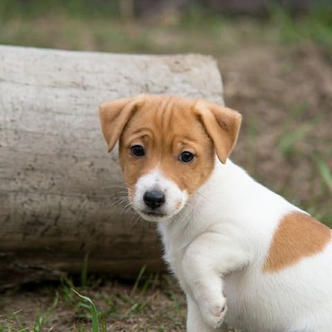Male and Female Jack Russell Terrier Puppies Другa, 3 месеца, Ваксинирано - Да - град София | Кучета - снимка 2