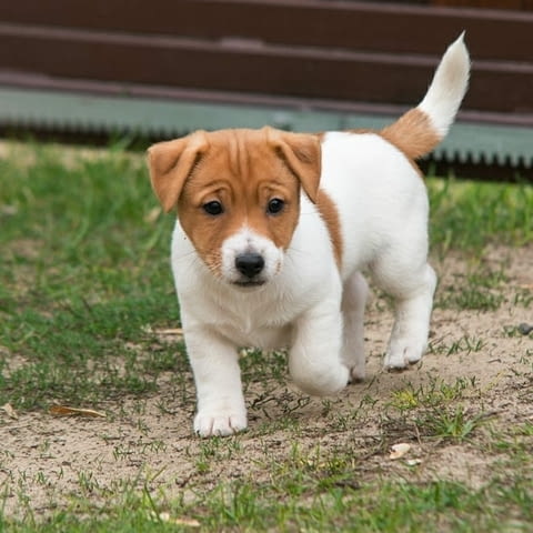 Male and Female Jack Russell Terrier Puppies Другa, 3 месеца, Ваксинирано - Да - град София | Кучета - снимка 3