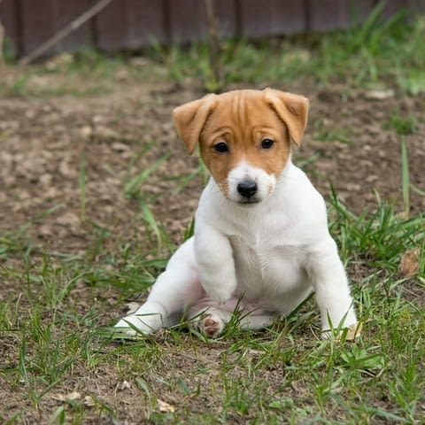Male and Female Jack Russell Terrier Puppies Другa, 3 месеца, Ваксинирано - Да - град София | Кучета - снимка 4
