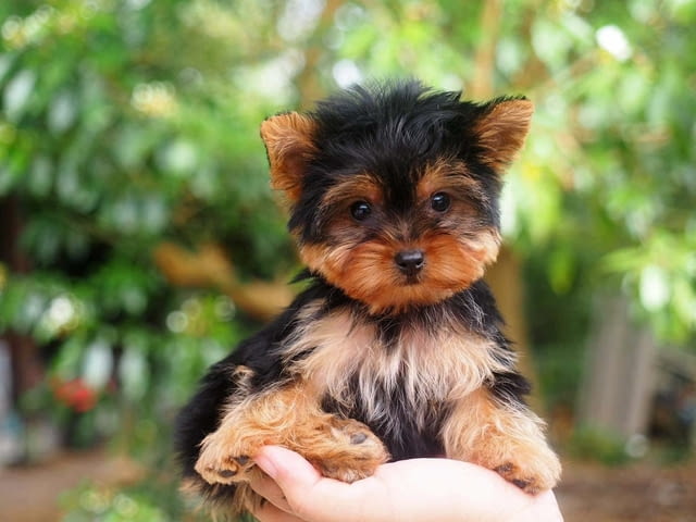 Yorkie Puppies for Sale Йоркширски териер, 3 месеца, Ваксинирано - Да - град София | Кучета - снимка 2