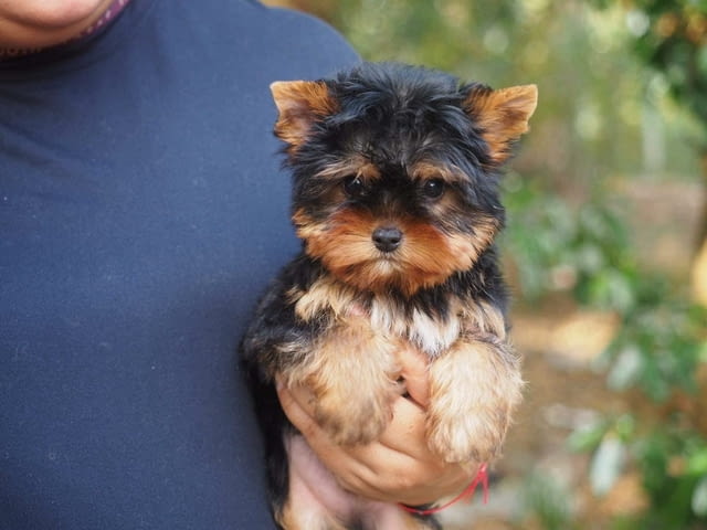Yorkie Puppies for Sale Йоркширски териер, 3 месеца, Ваксинирано - Да - град София | Кучета - снимка 3