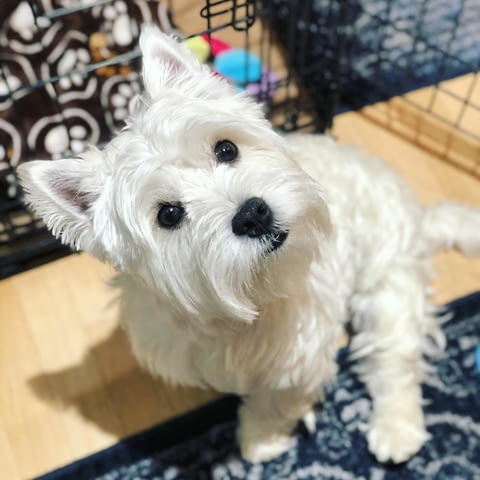 West Highland Terrier Puppies for sale Другa, 3 месеца, Ваксинирано - Да - град София | Кучета - снимка 1